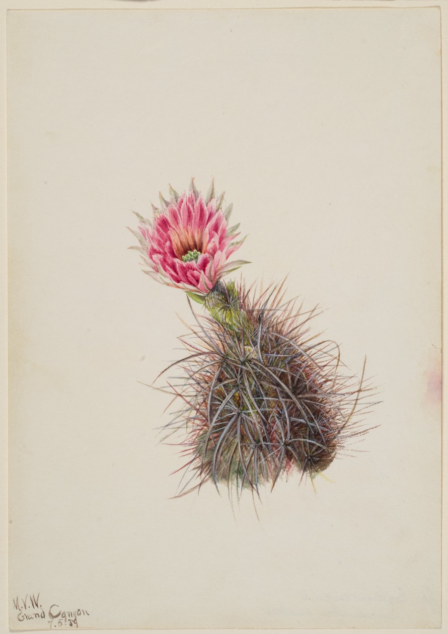 Salatalık Kaktüsü, 1939. by Mary Vaux Walcott