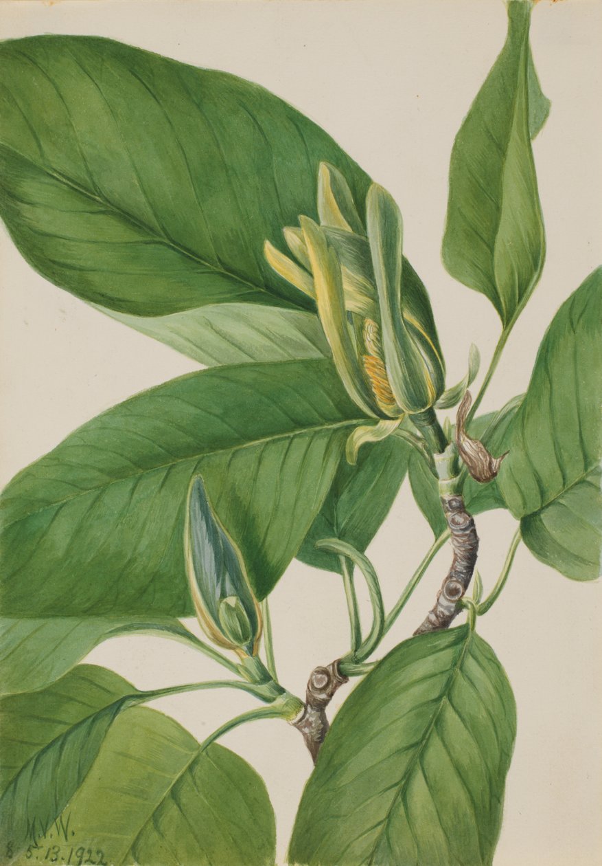 Cucumbertree Manolya acuminata, 1922. by Mary Vaux Walcott