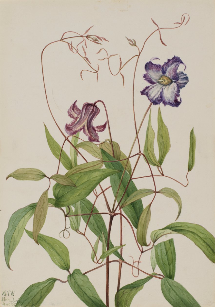  by Mary Vaux Walcott