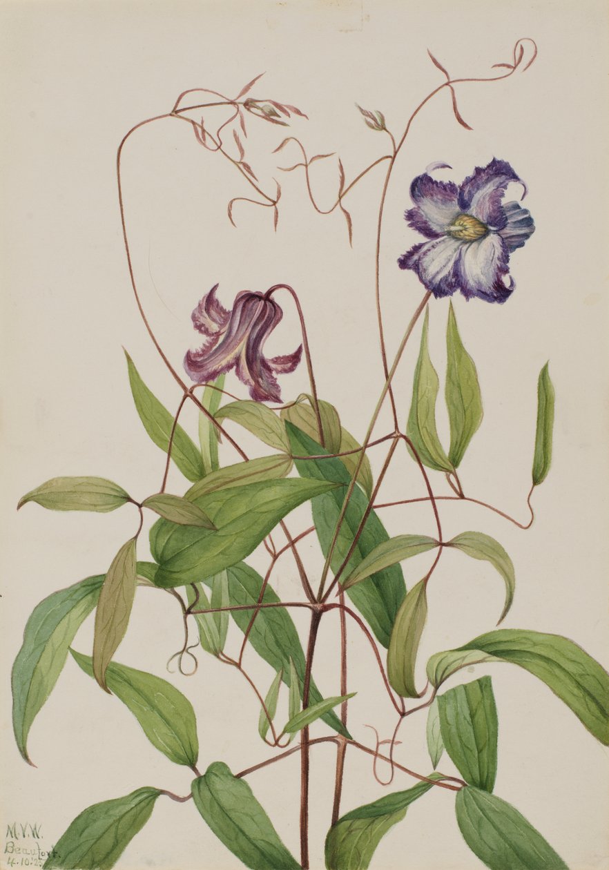 Kıvırcık Akasma Akasma, 1925. by Mary Vaux Walcott