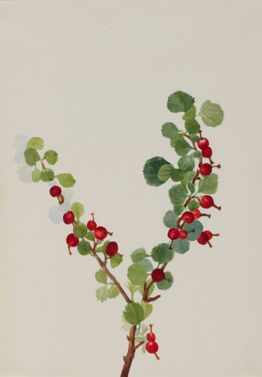  by Mary Vaux Walcott