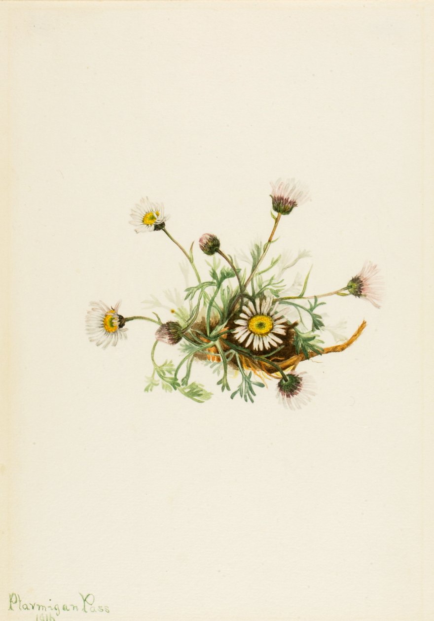 Kesik Yaprak Fleabane Erigeron Kompozit, 1916 by Mary Vaux Walcott