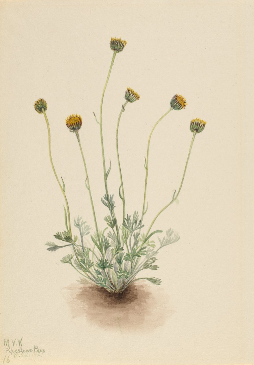 Kesilmiş Yaprak Fleabane Erigeron çıplak, 1921 by Mary Vaux Walcott