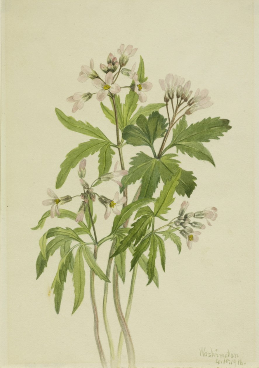 Diş otu Dentaria laciniata