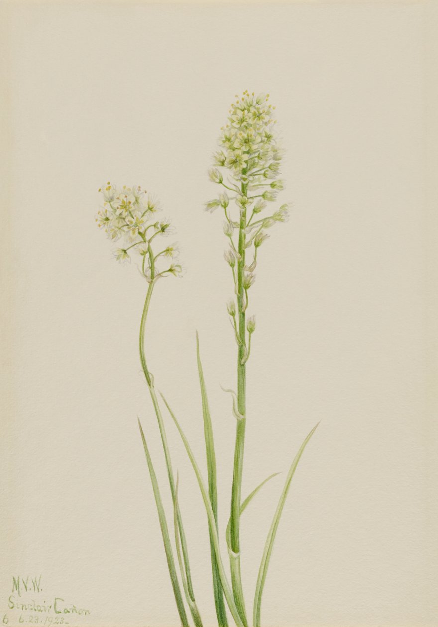  by Mary Vaux Walcott