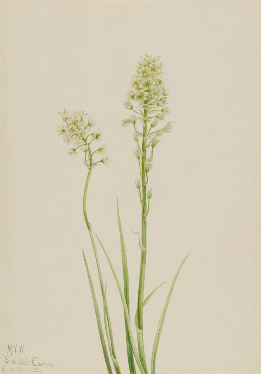 Ölüm Camas Zygadenus venenosus, 1923 by Mary Vaux Walcott