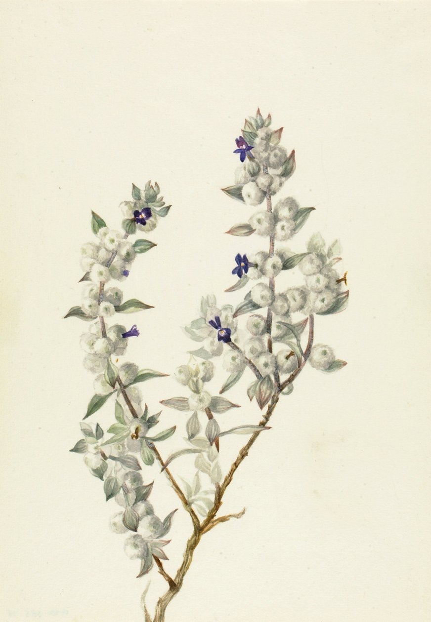  by Mary Vaux Walcott