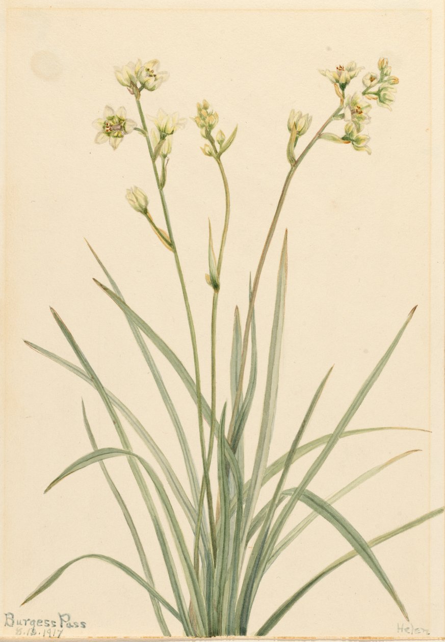 Deathcamas Zygadenus elegans, 1917. by Mary Vaux Walcott