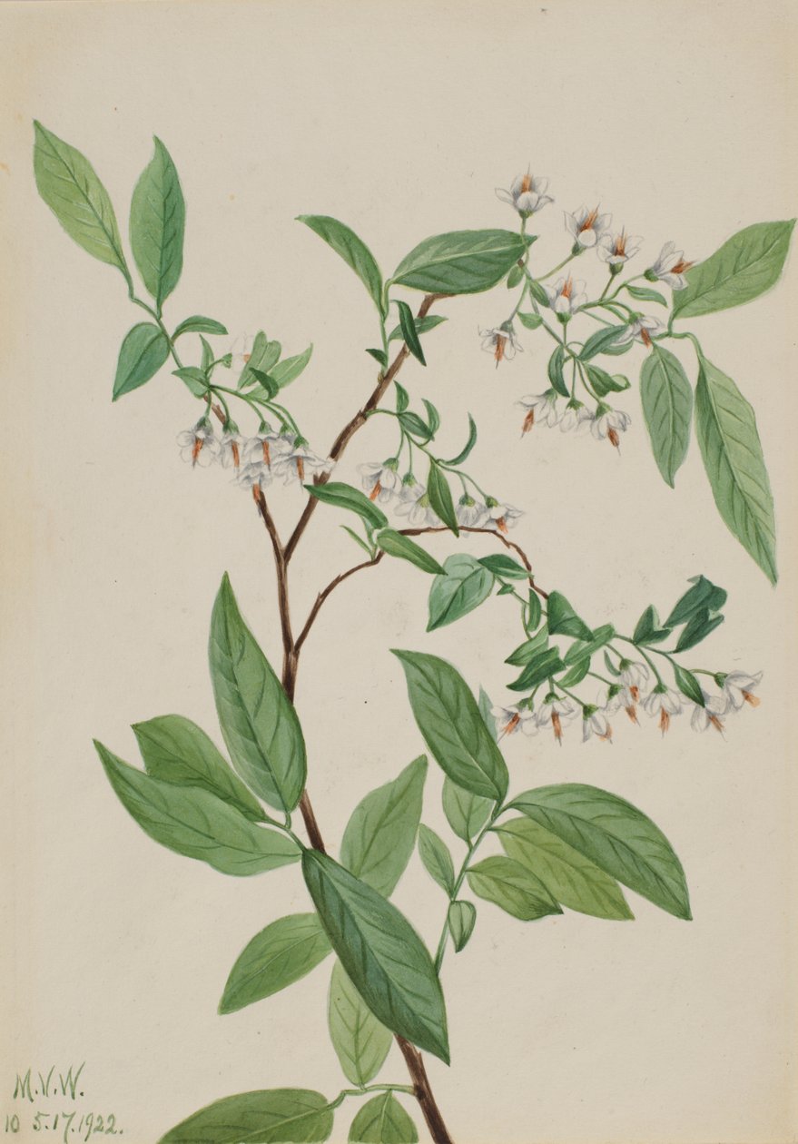 Deerberry Polycodium stamineum, 1922. by Mary Vaux Walcott