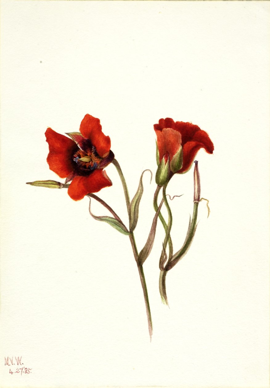 Çöl Mariposa Calochortus kennedyi, 1935. by Mary Vaux Walcott