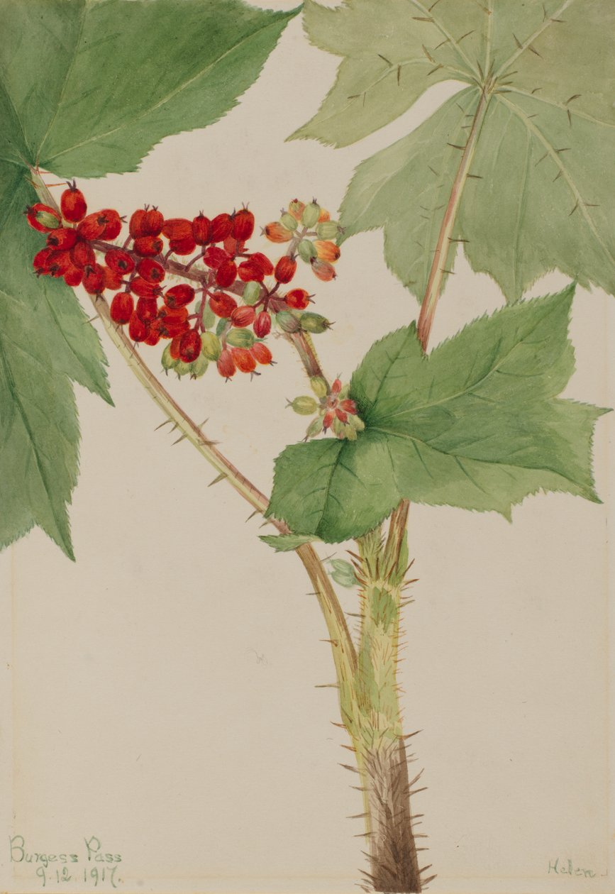 Devilsclub Echinopanax dehşeti, 1917 by Mary Vaux Walcott