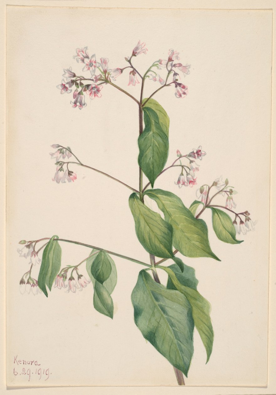  by Mary Vaux Walcott