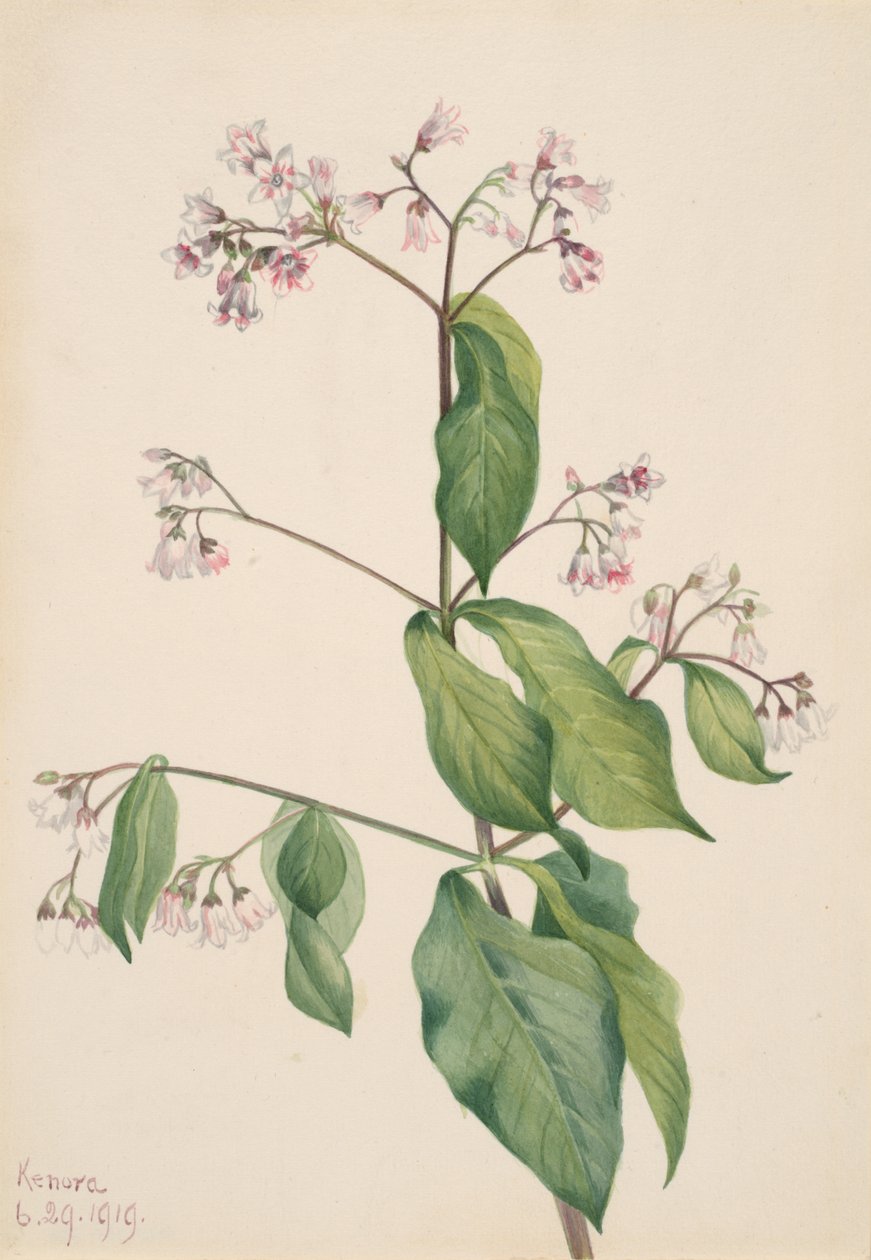 Dogbane Apocyum androsaemfolium, 1919. by Mary Vaux Walcott
