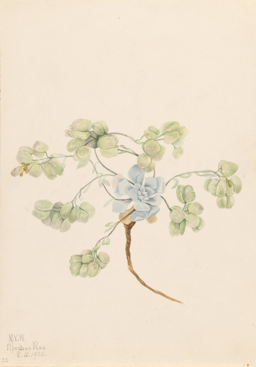  by Mary Vaux Walcott