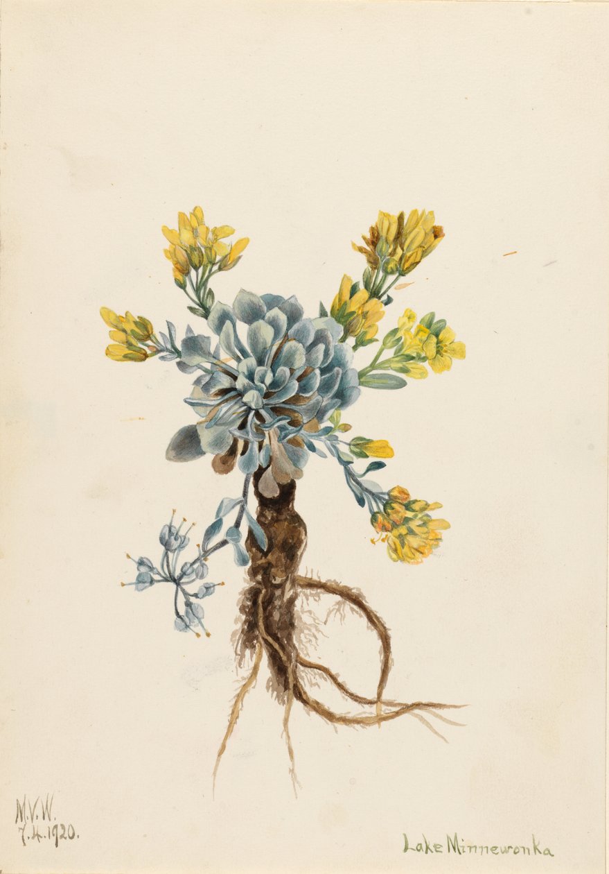  by Mary Vaux Walcott