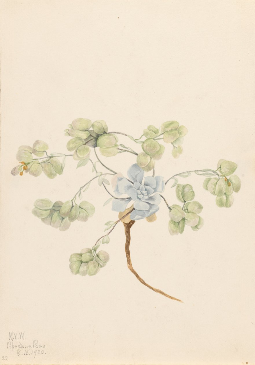 Çift Bladderpod Physaria didymocarpa, 1920. by Mary Vaux Walcott