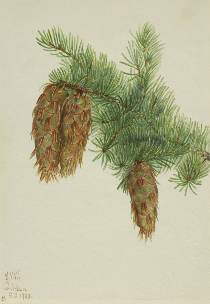  by Mary Vaux Walcott
