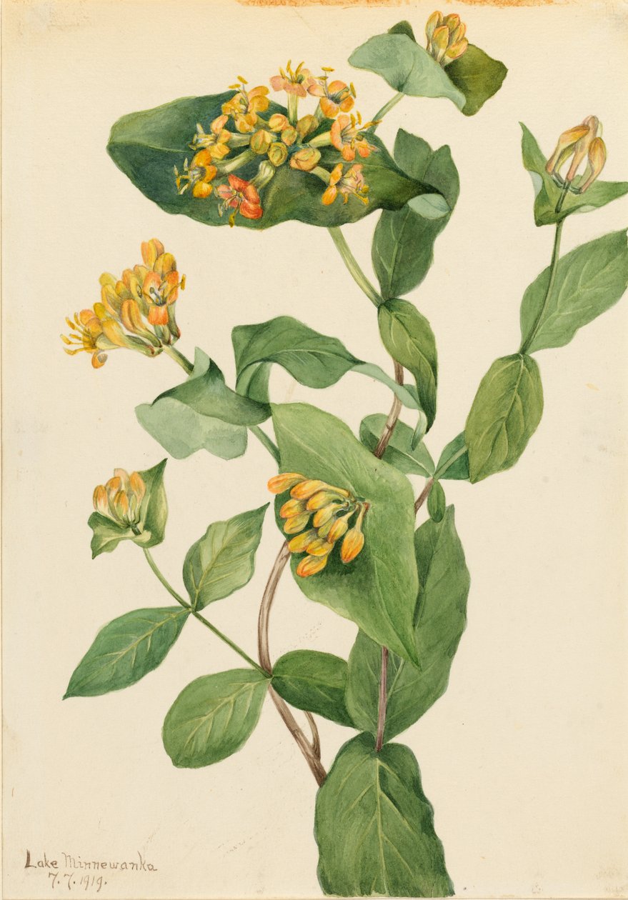  by Mary Vaux Walcott