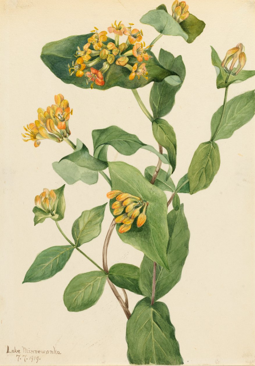 Douglas Hanımeli Lonicera glaucescens, 1919. by Mary Vaux Walcott