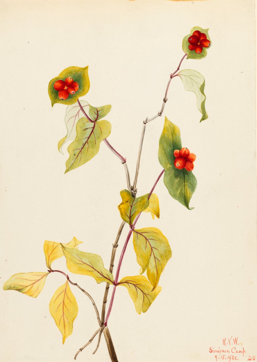 Douglas Hanımeli Lonicera glaucescens, 1922. by Mary Vaux Walcott