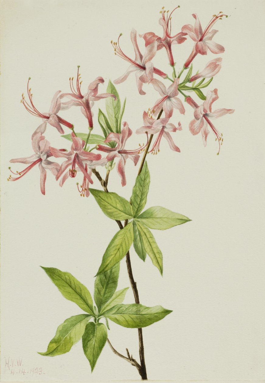  by Mary Vaux Walcott