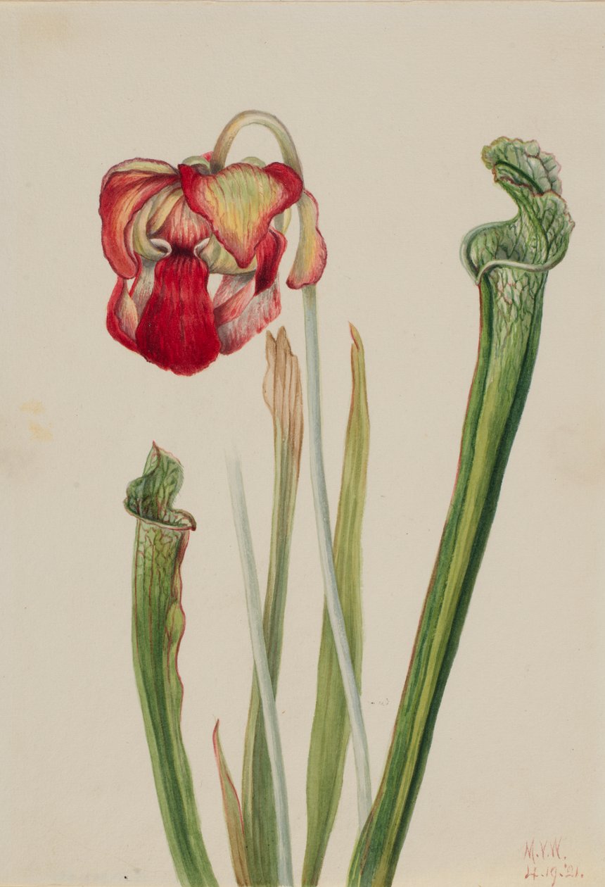 Drummond Pitcherplant Sarracenia drummondii, 1921. by Mary Vaux Walcott
