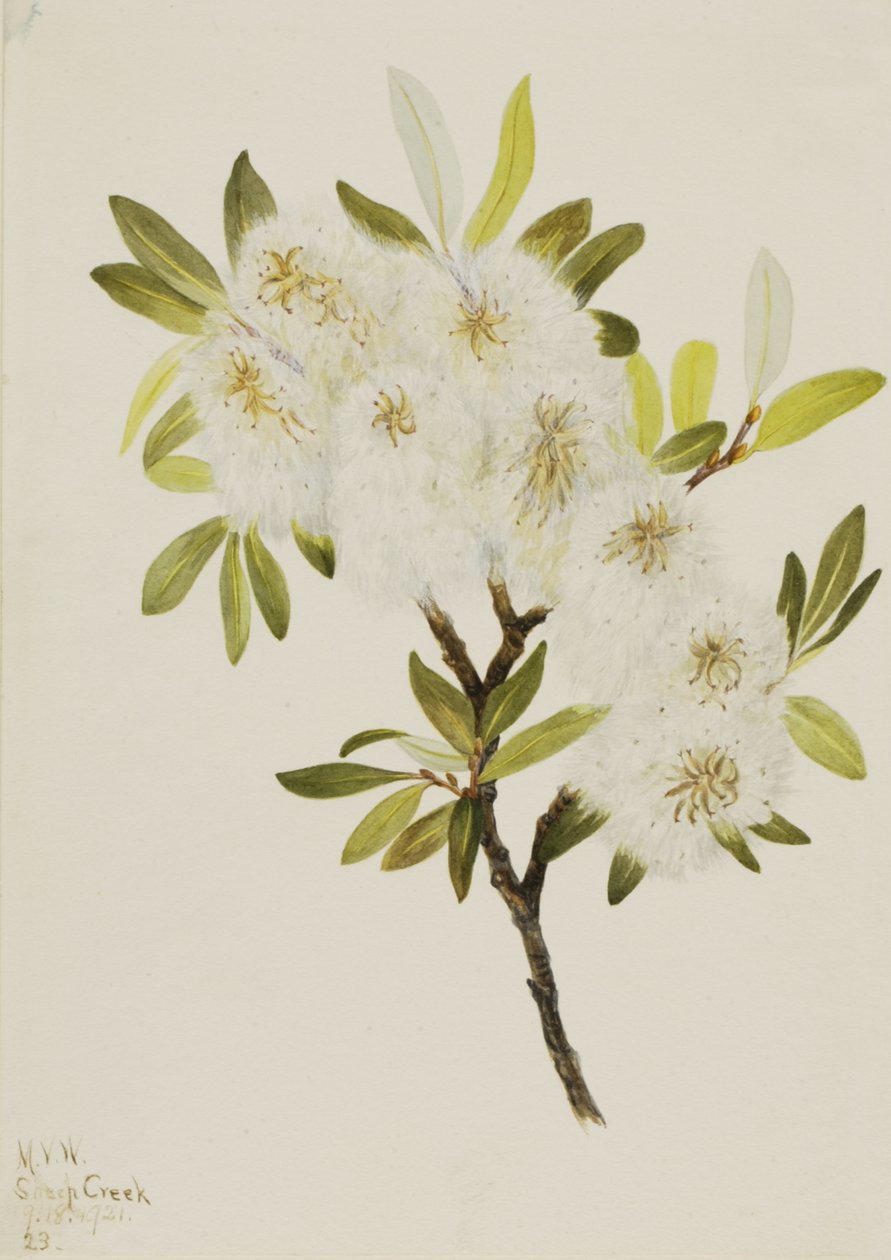 Drummond Willow Salix drummondiana, 1921. by Mary Vaux Walcott