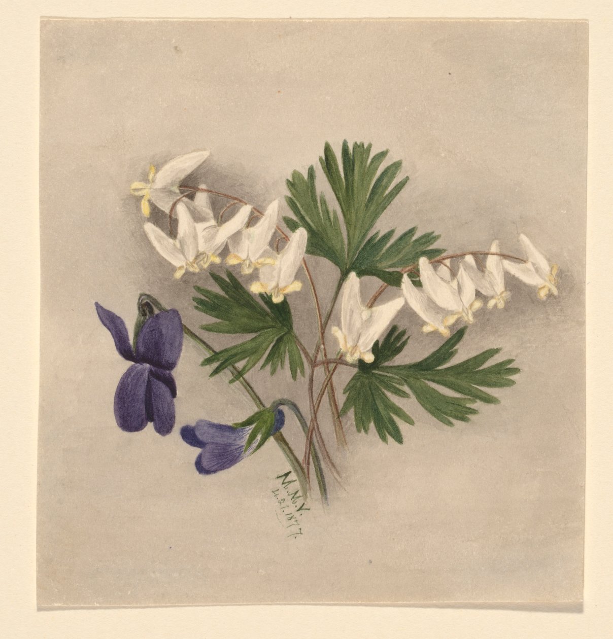 by Mary Vaux Walcott