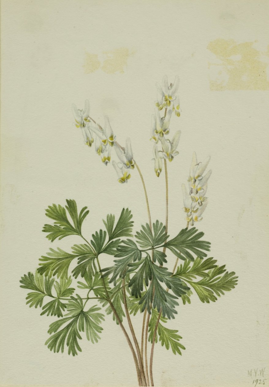  by Mary Vaux Walcott