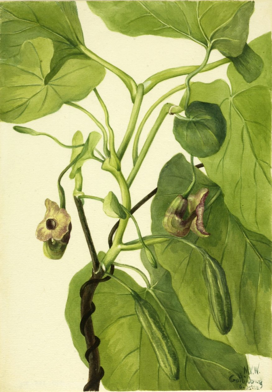  by Mary Vaux Walcott