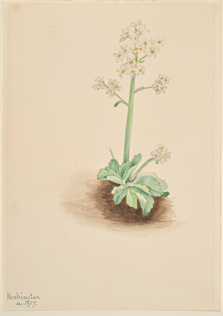  by Mary Vaux Walcott