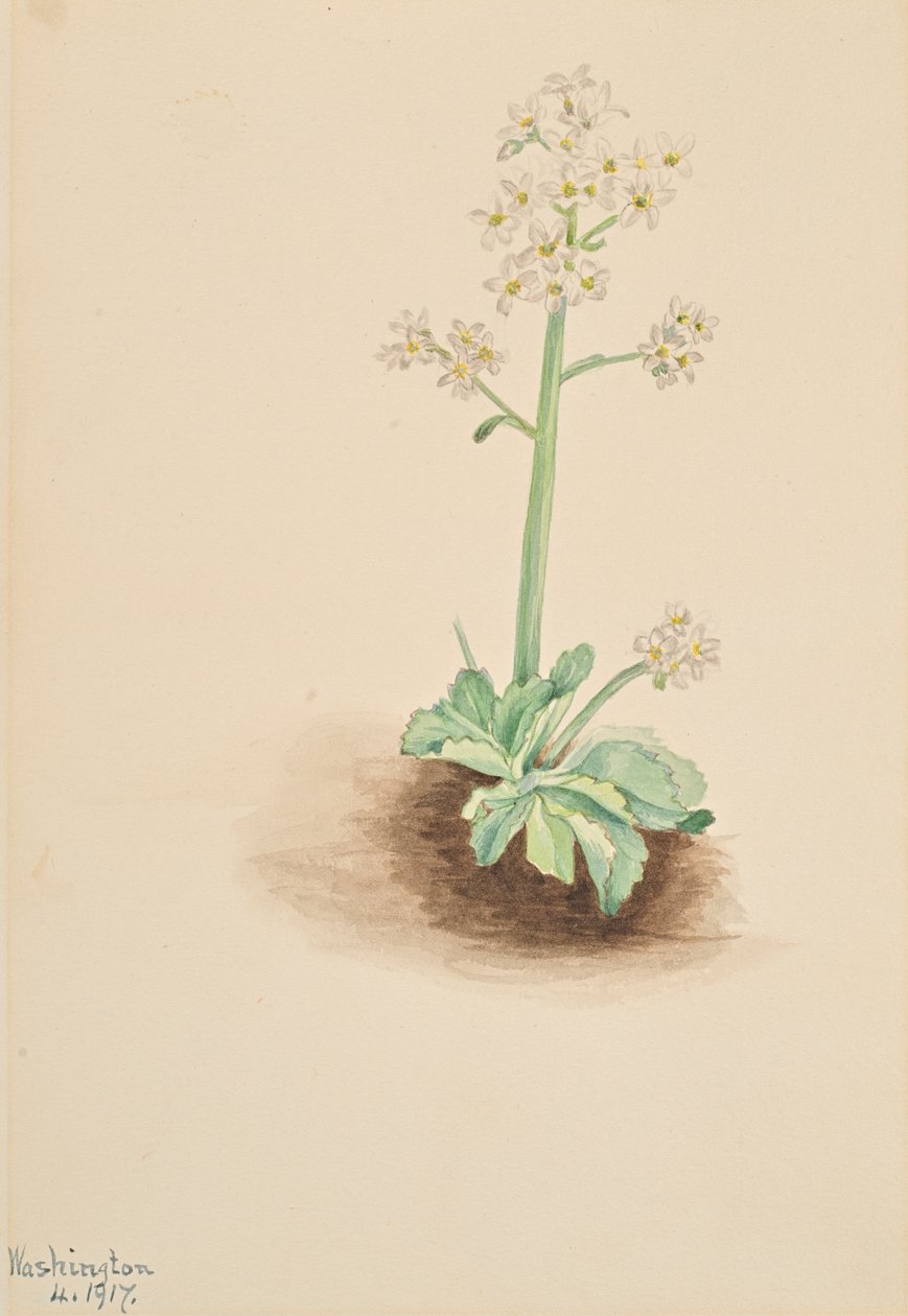 Erken Saxifrage Saxifraga virginiensis, 1917. by Mary Vaux Walcott