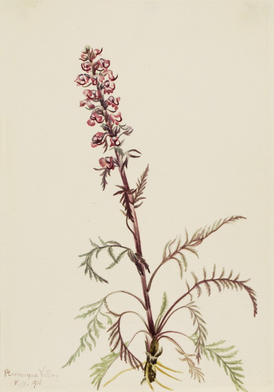 Filkafa Pedicularis groenlandica, 1916 by Mary Vaux Walcott