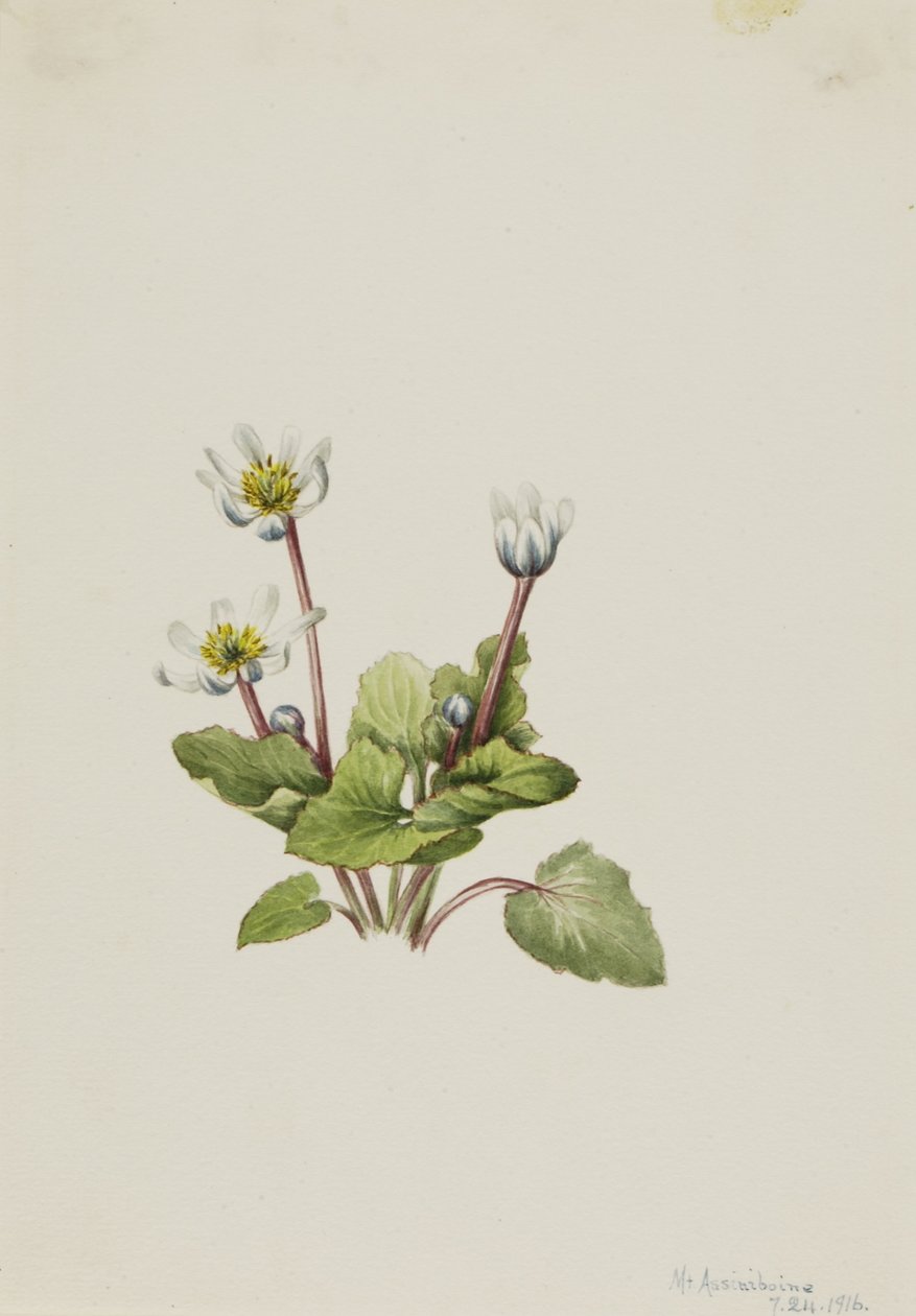  by Mary Vaux Walcott