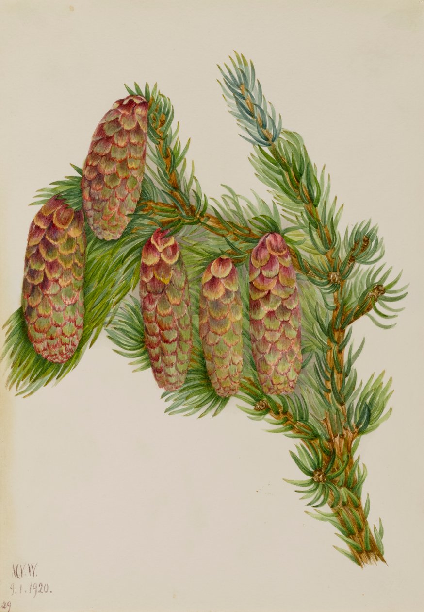 Engelmann Ladin Picea engelmanni, 1920. by Mary Vaux Walcott