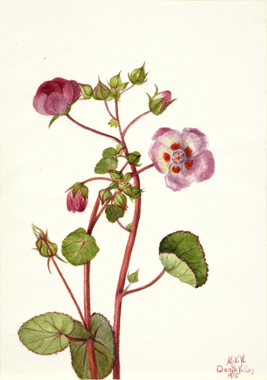 Eremalche rotundifolia, 1935. by Mary Vaux Walcott
