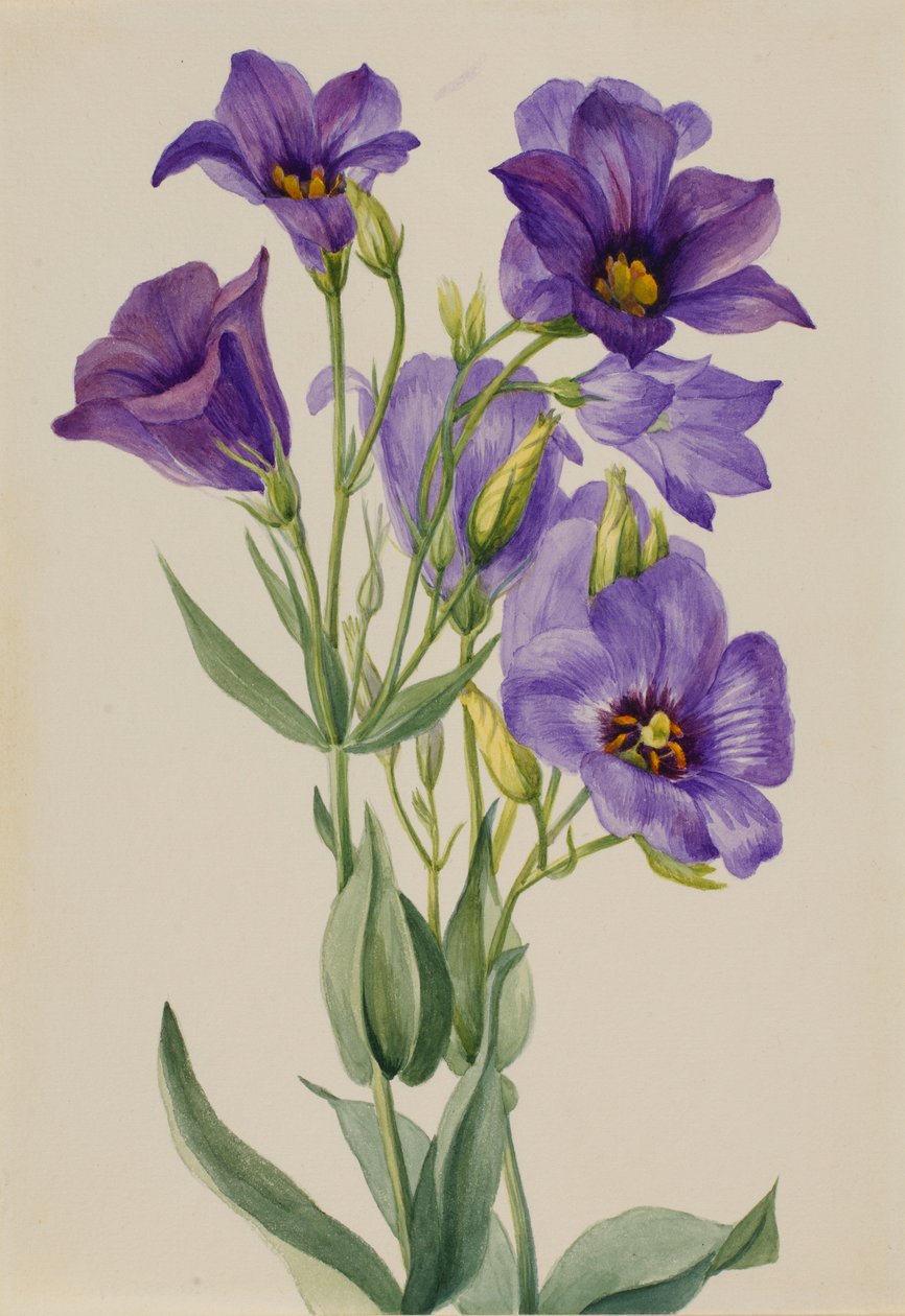  by Mary Vaux Walcott