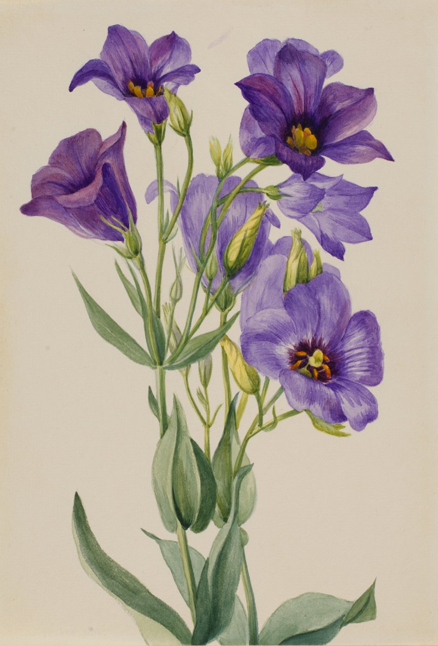 Eustoma russelianum, yaklaşık 1930