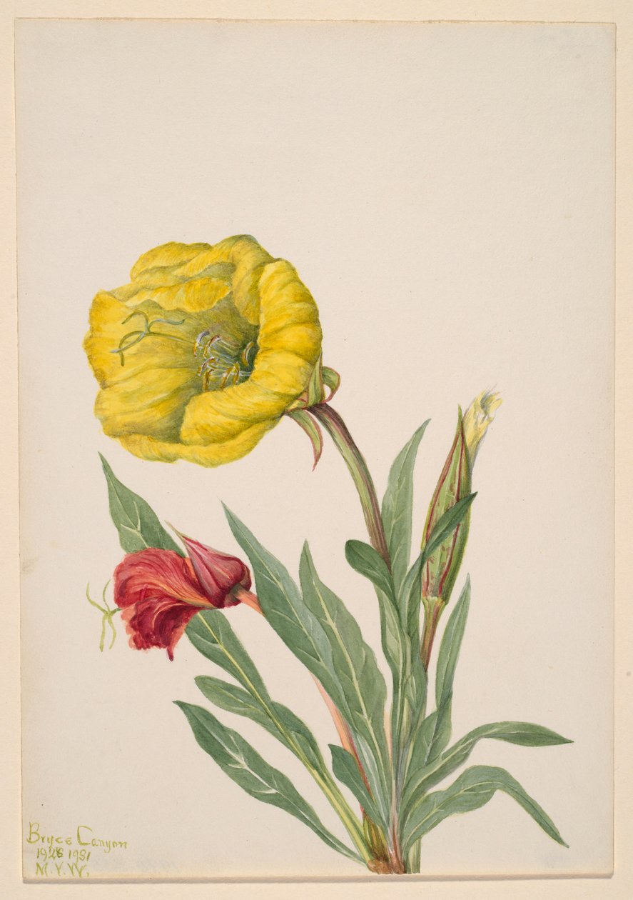  by Mary Vaux Walcott
