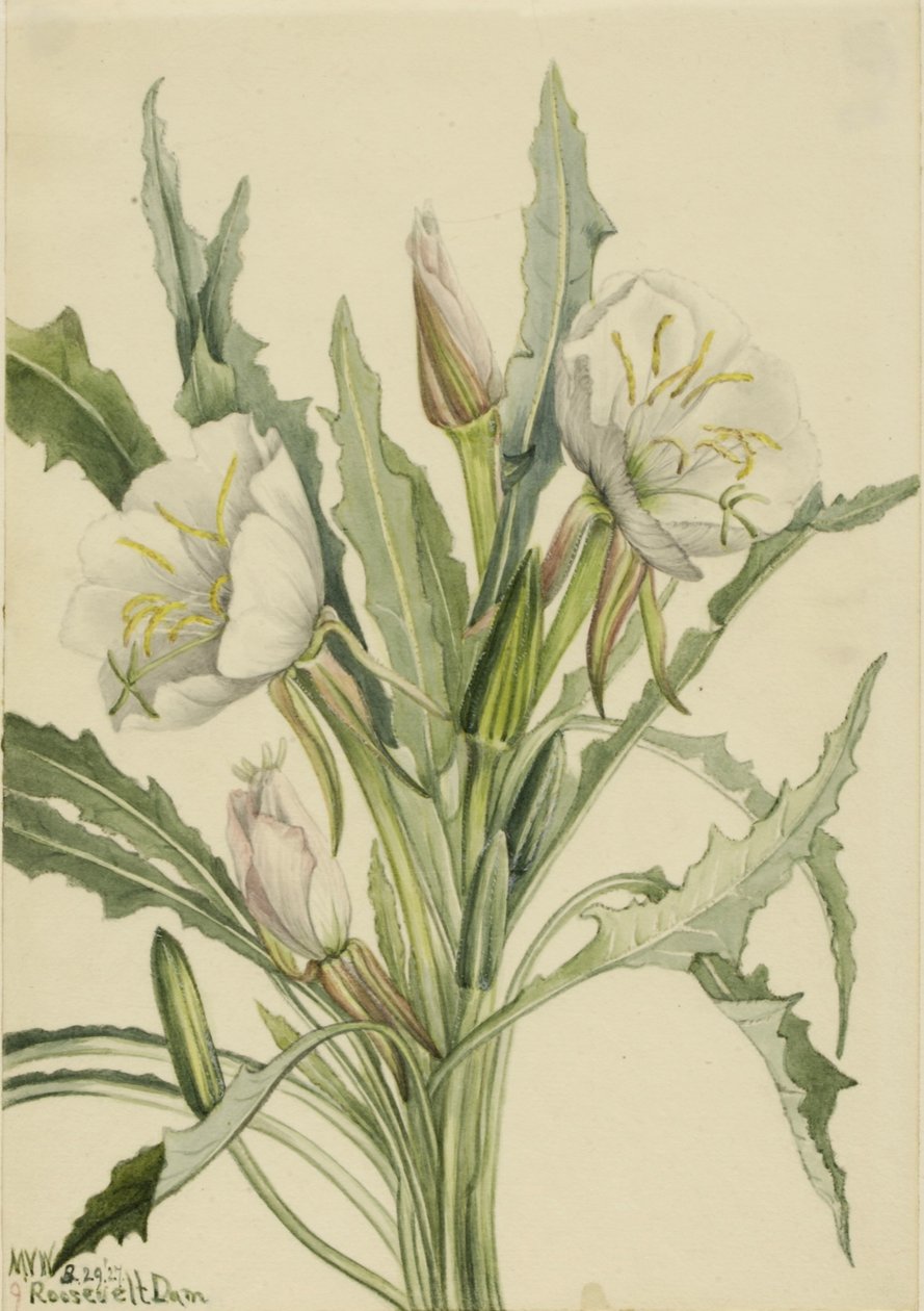 Çuha Çiçeği (Pachyoplus hirsutus) by Mary Vaux Walcott