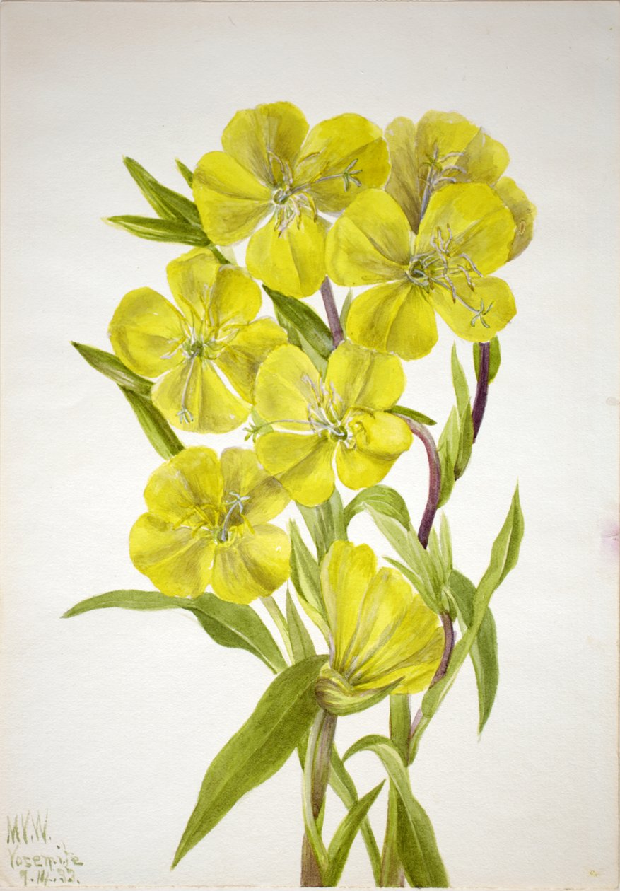 Çuha çiçeği Oenothera, 1933. by Mary Vaux Walcott