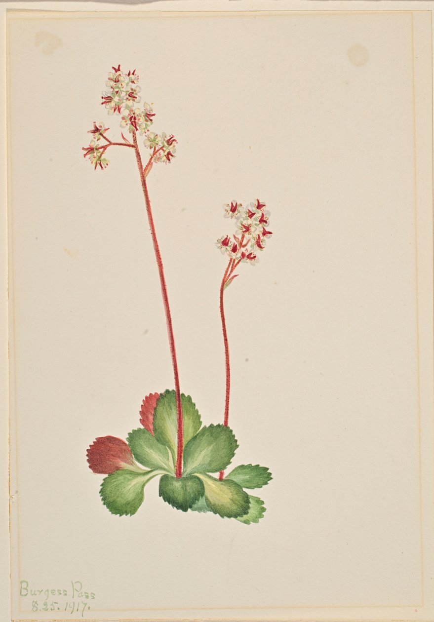  by Mary Vaux Walcott