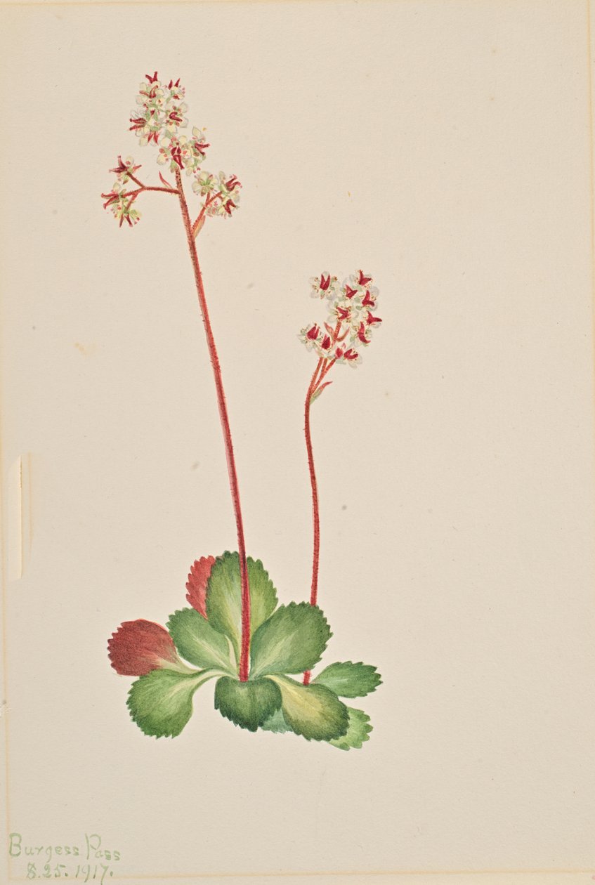 Yaprak dökmeyen saksafon çiçeği Leptarrhena pyrolifolia, 1917. by Mary Vaux Walcott