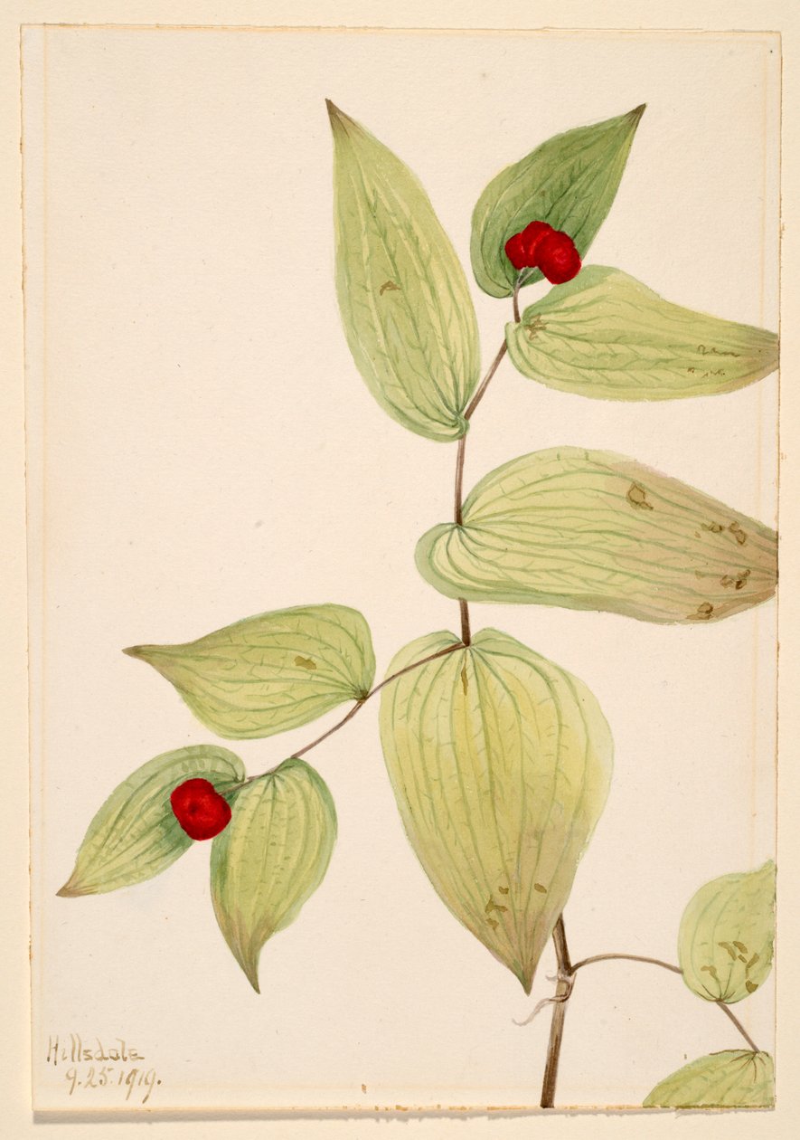  by Mary Vaux Walcott