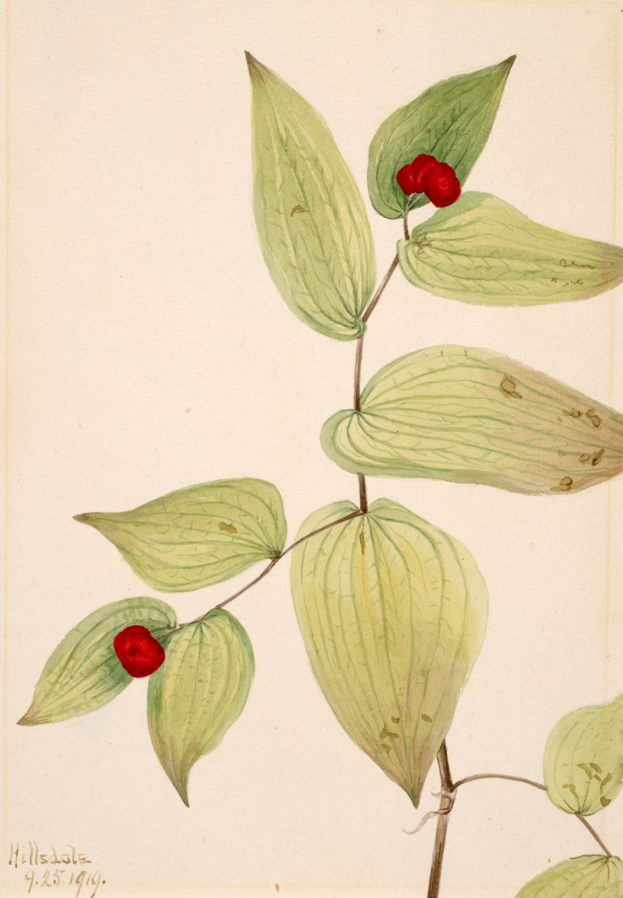 Peri Çanları Dissporum trachycarpum, 1919. by Mary Vaux Walcott