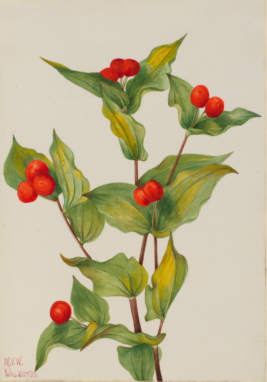  by Mary Vaux Walcott