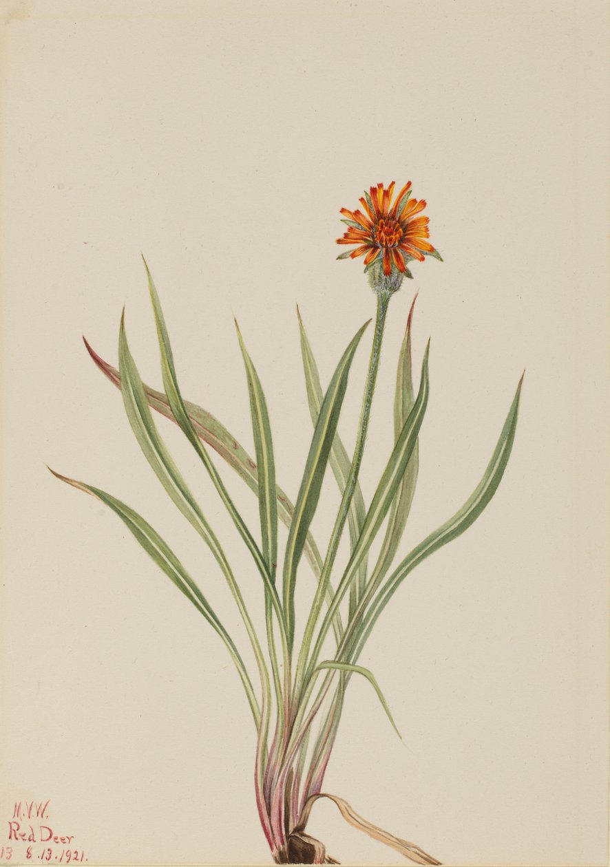  by Mary Vaux Walcott