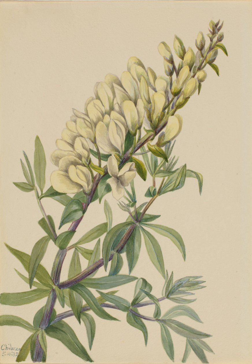  by Mary Vaux Walcott