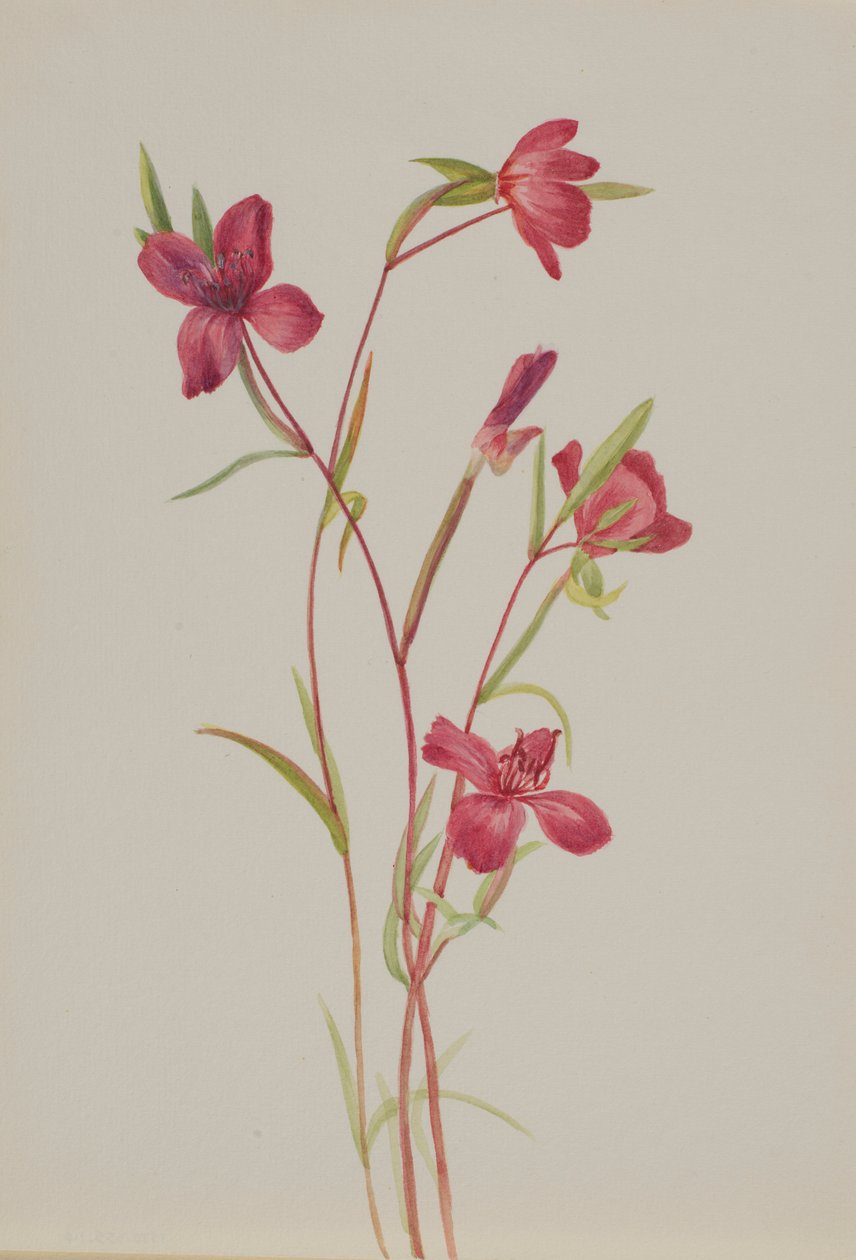  by Mary Vaux Walcott