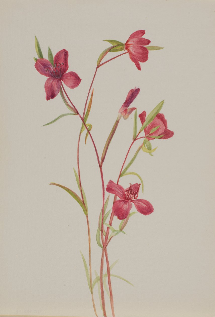 Spring Godetia amoena lilja